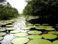 disfruta del amazonas 